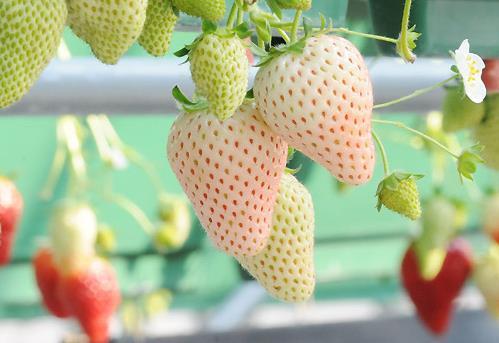 白草莓竟有3种味道，元旦后魔都就能吃到！7个品种如何挑，你造吗