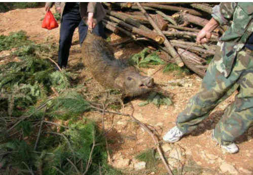 农村抓野猪都是这么抓的,根本用不着主人亲自