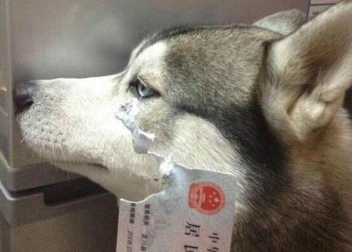 换牙期的狗狗牙齿会有很痒很疼的感觉,这时候狗狗就会想要找些东西磨