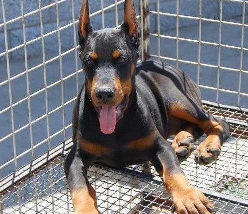 018年德国杜宾犬打架厉害吗 杜宾犬凶猛善战不