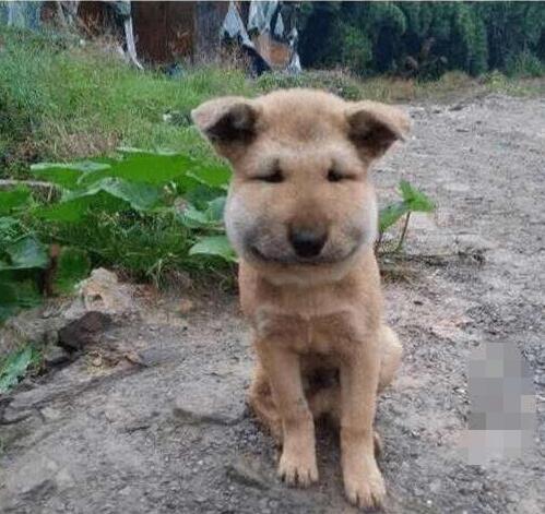 马蜂窝捅了后多久会走