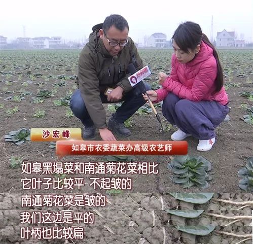 冬天南通人最爱吃的黑塌菜，根源在这里！