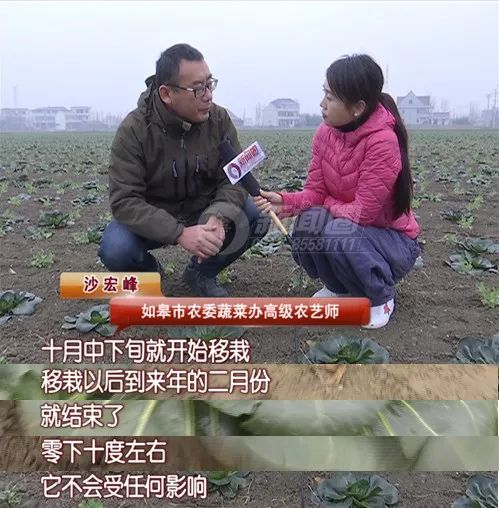 冬天南通人最爱吃的黑塌菜，根源在这里！
