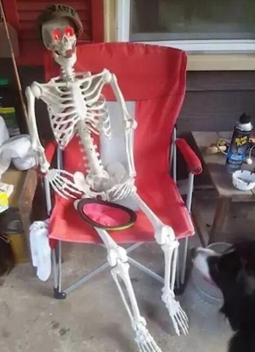 用骷髅假扮自己, 边牧的表现让主人觉得自己养