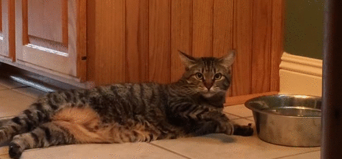 壁纸 动物 猫 猫咪 小猫 桌面 500_232 gif 动态图 动图