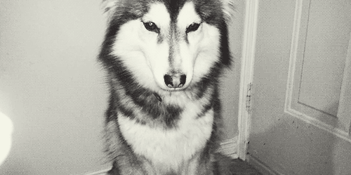 居然有军事节目为哈士奇洗白,如果哈士奇成为各种警犬