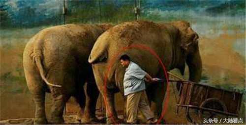 相声演员孙越爱妻曝光:两人是养大象的时候认