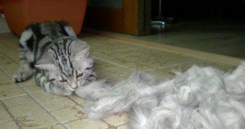 撸猫爽一时,猫毛粘一身,猫咪掉毛怎么办?