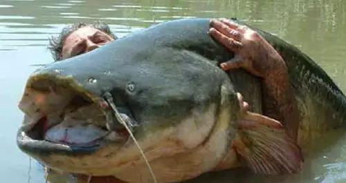 揭秘尼斯湖水怪，原来竟是这种鱼在作祟!