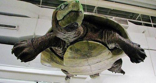 地球上10大史前巨兽，第一梅尔维尔鲸，第三野猪鳄，第九远古蜈蚣