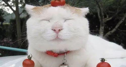 16种猫咪笑，你家主子是哪款？