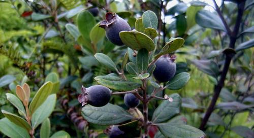 80后的潮汕人童年都吃过这种果子,可惜现在已