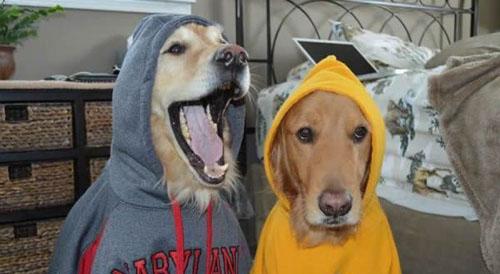 开心十分:今天去阿迪屌丝买鞋,看到一款清风酷