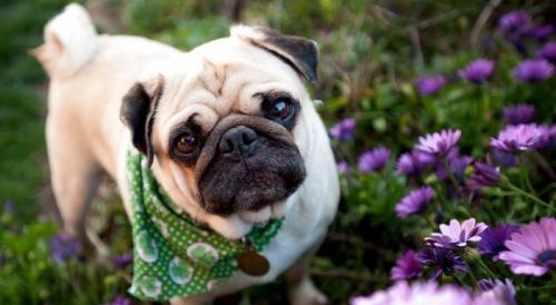 最适合女生养的9大小型犬排行,萌爆了有木有!