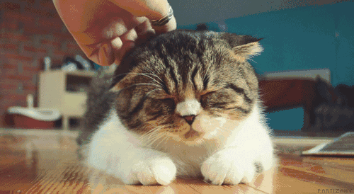 壁纸 动物 狗 狗狗 猫 猫咪 小猫 桌面 500_274 gif 动态图 动图