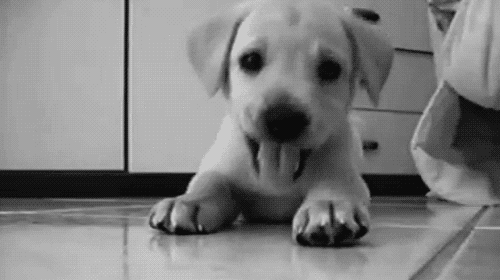 壁纸 动物 狗 狗狗 500_280 gif 动态图 动图