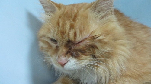 猫眼睛水肿了怎么办,猫咪眼睑水肿怎么办