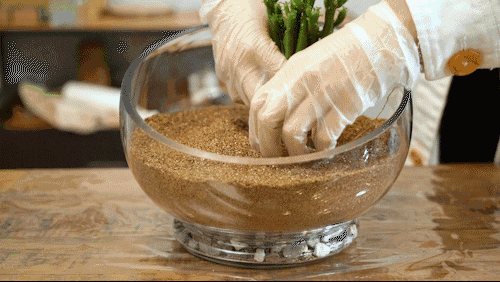 冬天也要绿着过