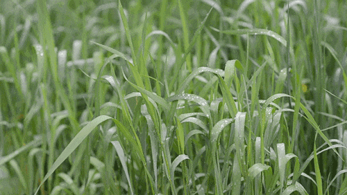壁纸 草 绿色 植物 桌面 500_282 gif 动态图 动图