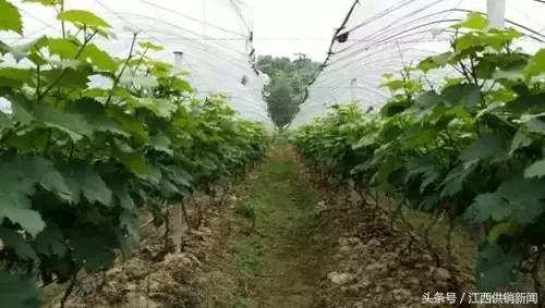赣州市优农农业专业合作社生产的葡萄获评20