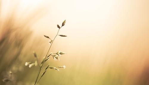 我对你的爱可以卑微到尘埃