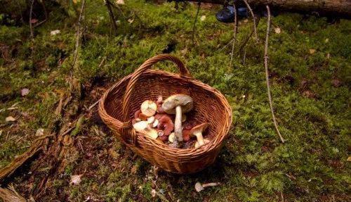 采蘑菇是什么意思 新浪(移动端)