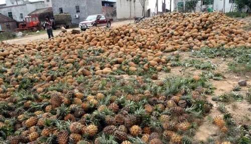 从徐闻菠萝助农致电商倒闭事件看如何与农民打