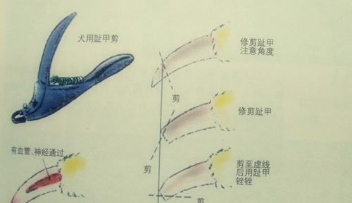 如果狗狗的爪子不定期修剪,这根血线就会变得很长,直接导致无法修剪