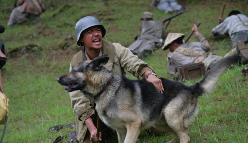 嘲讽中国军犬进化一万年都比不上日本狼青 结果见面被咬死