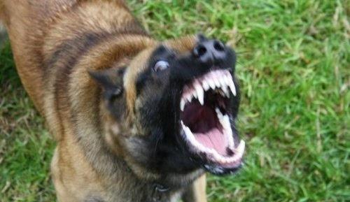 老头回家看到院里场景,先打死家里的狗,又带着