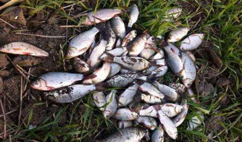 早春在草洞钓鲫鱼如何提高上钩率?!