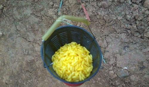 早春在草洞钓鲫鱼如何提高上钩率?!