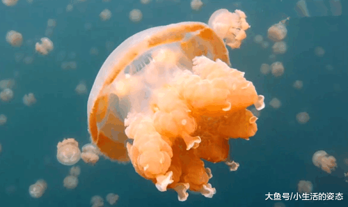 女子潜水遇到很多个外形像雨伞的东西, 准备用