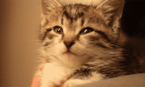 壁纸 动物 猫 猫咪 小猫 桌面 500_300 gif 动态图 动图