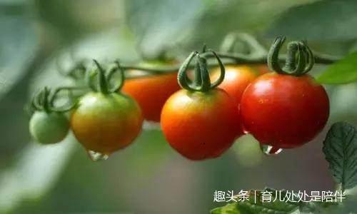 有些蔬菜准妈妈吃了会全身乏力,甚至会滑胎,一