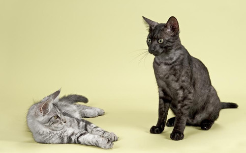 公猫绝育会麻药过敏吗,猫绝育用麻药过敏吗