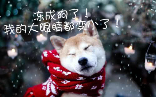 已经冻成狗,那我决不做单身狗!
