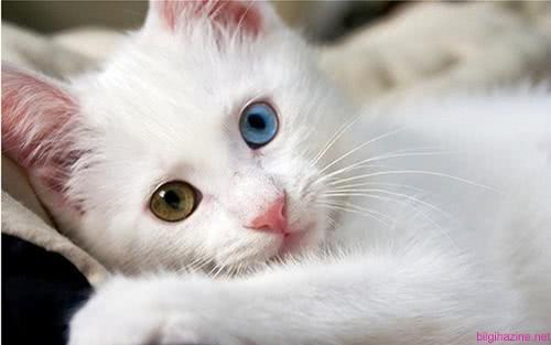 盘点最漂亮可爱的十个猫咪品种，你家猫是哪一种？！