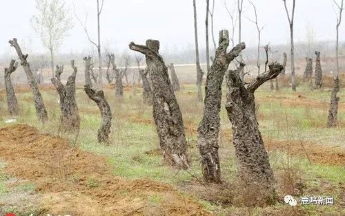 国内古树名木环境公益诉讼第一案判决 法院判