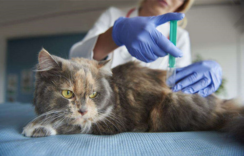 猫打疫苗应激反应软便,猫打狂犬疫苗拉稀呕吐