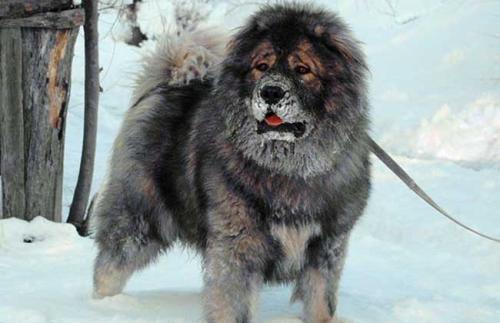 你们现在喜爱的品种狗,其实就是各个地方的土