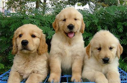 小金毛泪痕眼屎怎么办,金毛有泪痕和眼屎怎么