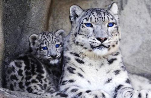 他误闯妖仙洞穴,看到妖精打架,刚想跑却被发现