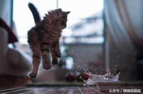 当猫咪受到惊吓时，竟然会全身炸毛!又是一波表情包