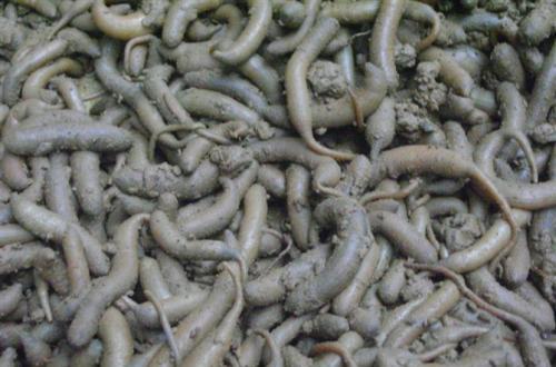 [恶心美食系列]外地人眼里广东恶心美食,你有勇