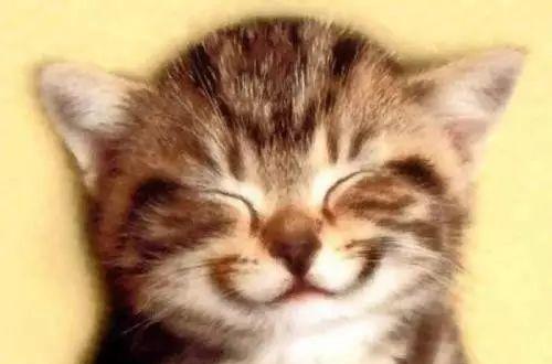 16种猫咪笑，你家主子是哪款？