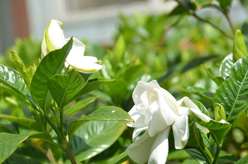 栀子花什么时候换盆合适呢?栀子花换盆要注意