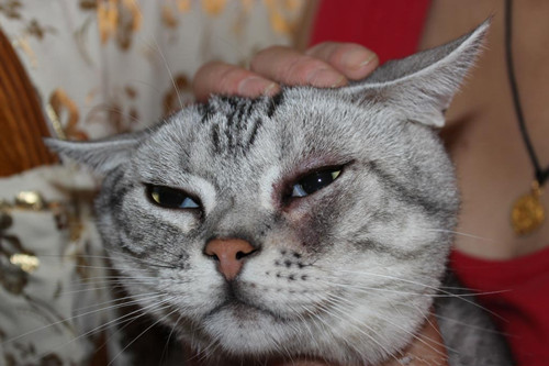 家猫眼睛有黄眼屎是上火吗，家养猫黄眼屎上火吗