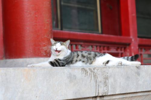 “吸猫”圣地，故宫博物院迎来最萌“猫保安”疑有“皇猫”血统！