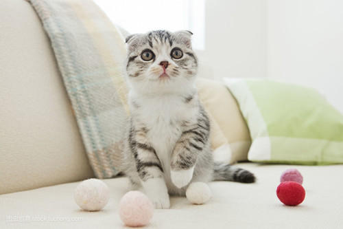 想让猫破皮处快点好,怎么样让猫受伤快点好